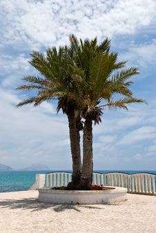 A Big Palm On The Sea - Promenade Royalty Free Stock Photo