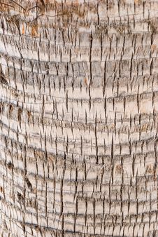 Free Bark Of A Tree-palm Bark Structure Stock Photography - 5499592