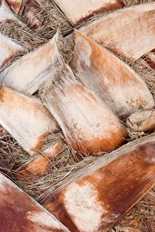 Free Bark Of A Tree-palm Bark Structure Stock Images - 5499594
