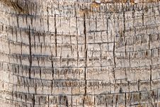 Free Bark Of A Tree-palm Bark Structure Stock Photos - 5499603