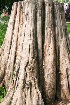 Tree Trunk Stock Images Tree Trunk Stock Images