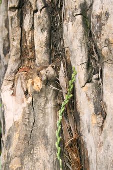 Tree Trunk Royalty Free Stock Photography Tree Trunk Royalty Free Stock Photography