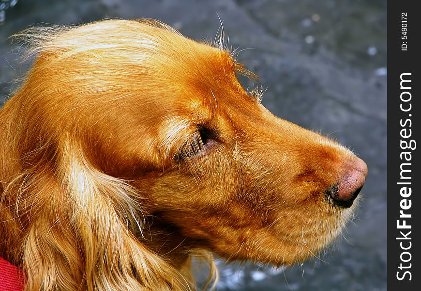 Portrait of a golden cocker dog