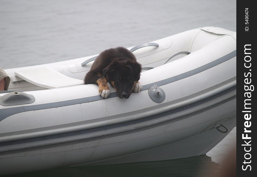 Dog taking a stroll in a boat. Dog taking a stroll in a boat