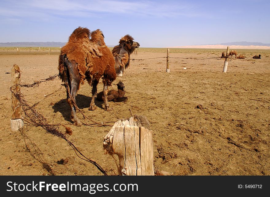 A nomadic herder's camels in the Gobi Desert, Mongolia