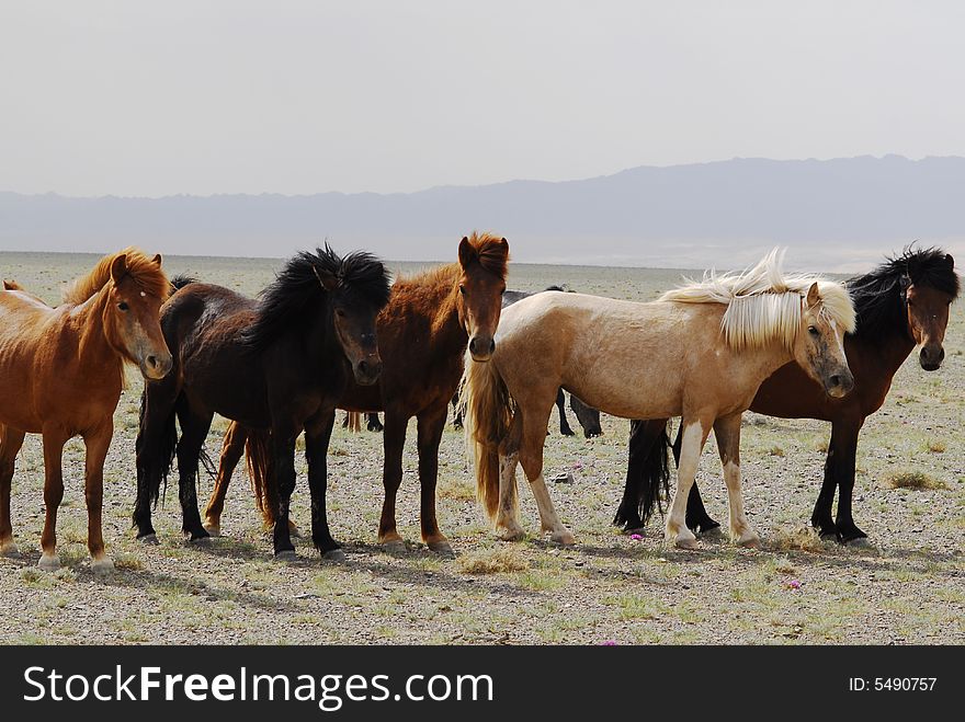 A group of Mongolia's famous horses in the Gobi Desert, Mongolia