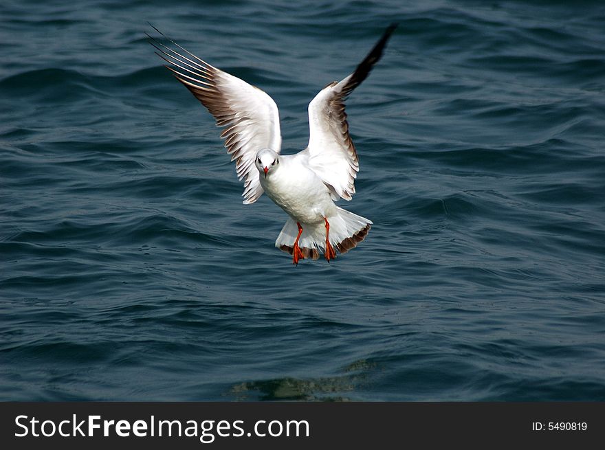 Seagull flapping it's wings over sea water. Seagull flapping it's wings over sea water.