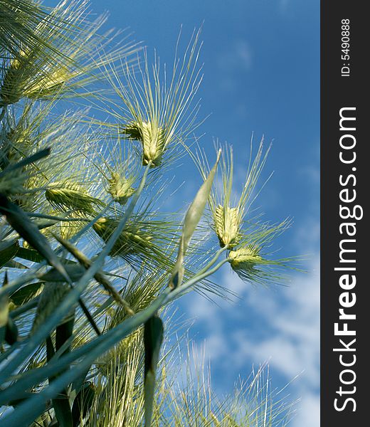 Green wheat field and cloudy sky. Green wheat field and cloudy sky