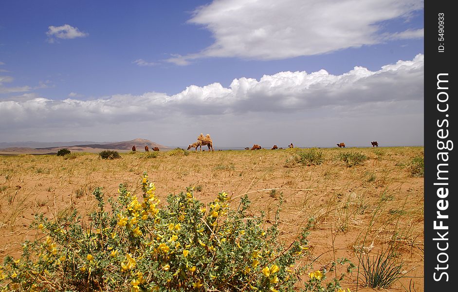 Camels On The Steppes Of Central Mongolia