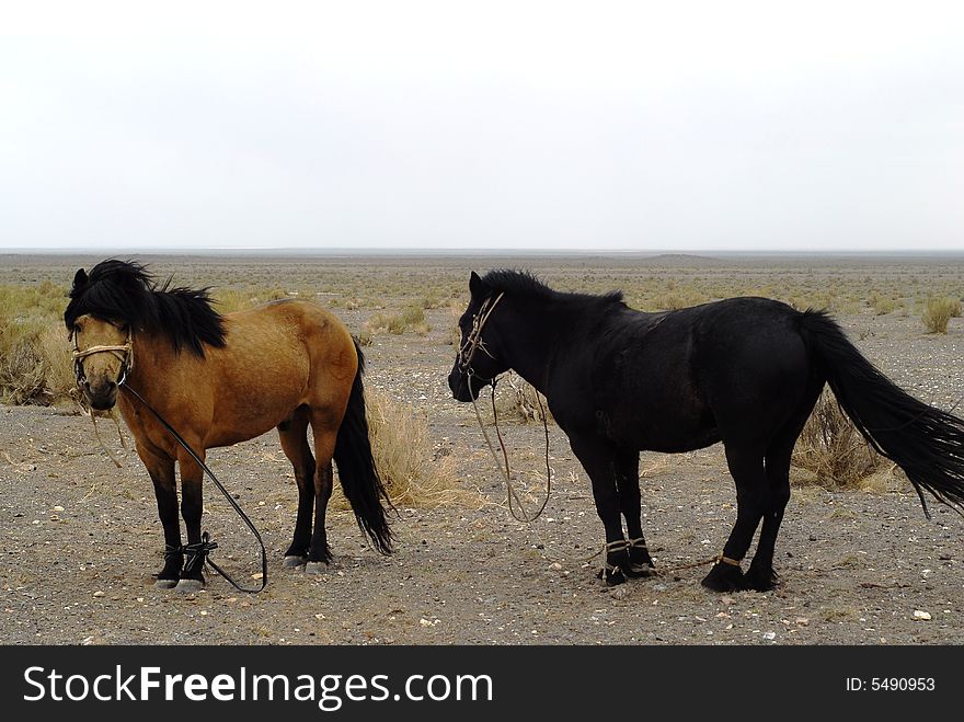 Pair of tethered horses in the dirt outside a nomadic herder family compound in central Mongolia. Pair of tethered horses in the dirt outside a nomadic herder family compound in central Mongolia