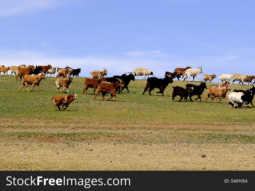Herd of running goats and sheep in Mongolia