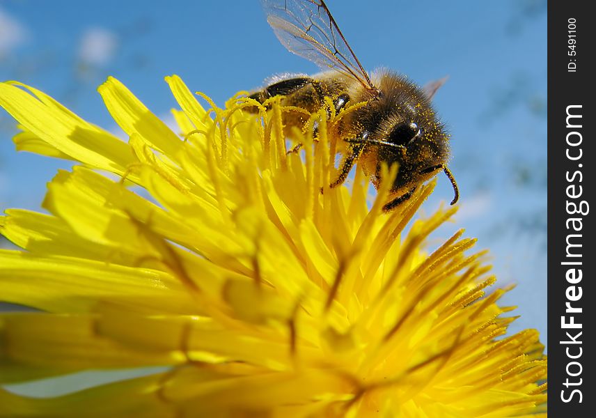 The bee collects pollen on a flower. The bee collects pollen on a flower