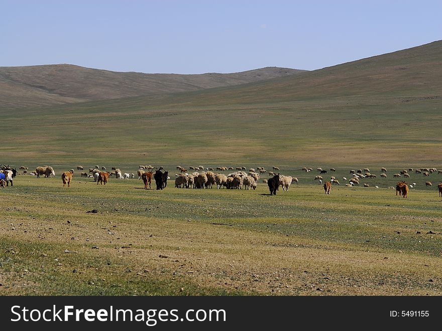 Herd of cattle in Mongolia