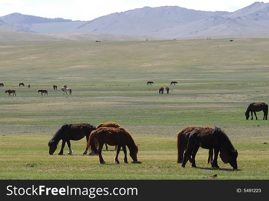 Horses grazing in Mongolia