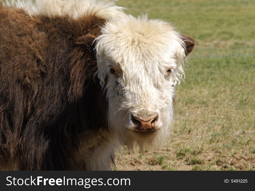 Close up of a baby yak grazing in the fields and pastures of central Mongolia. Close up of a baby yak grazing in the fields and pastures of central Mongolia