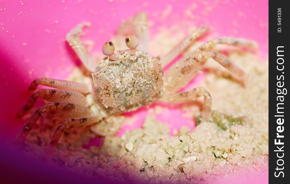 A Tropical Crab