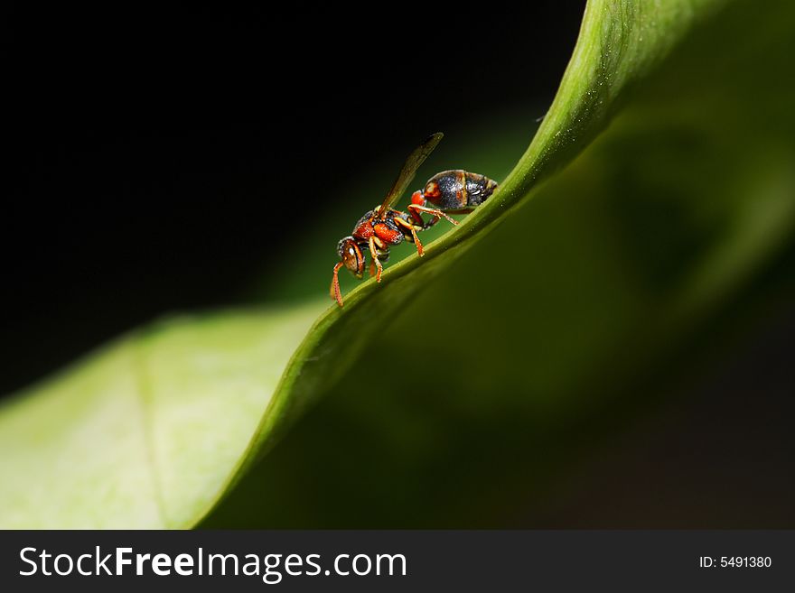 Picture of lonely wasp searching for food on top of green leaf in a garden