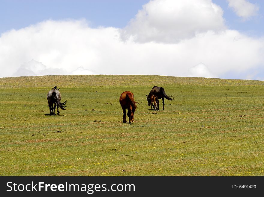 Horses grazing in the fields and pastures of central Mongolia. Horses grazing in the fields and pastures of central Mongolia