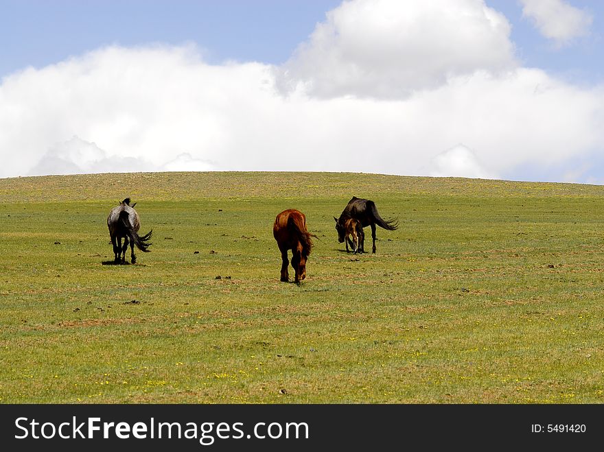 Horses Grazing In Mongolia