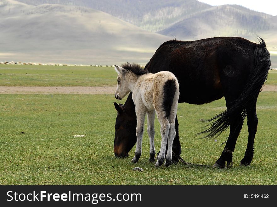 Horse and foal grazing in the fields and pastures of central Mongolia. Horse and foal grazing in the fields and pastures of central Mongolia