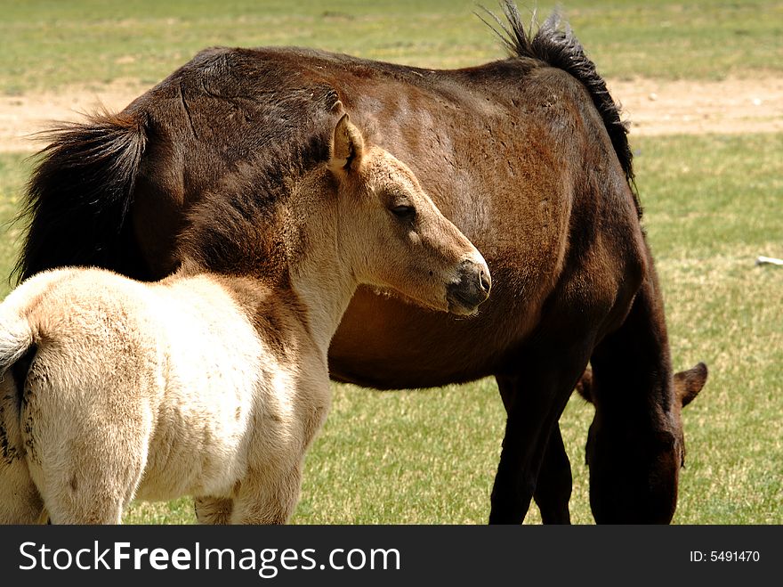 Horse and foal grazing in Mongolia