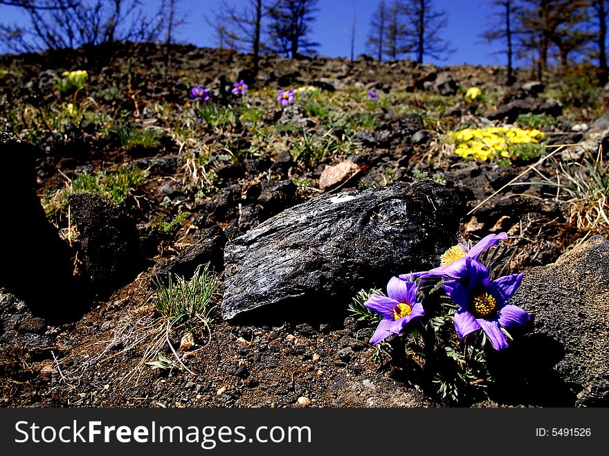 Flowers, Central Mongolia