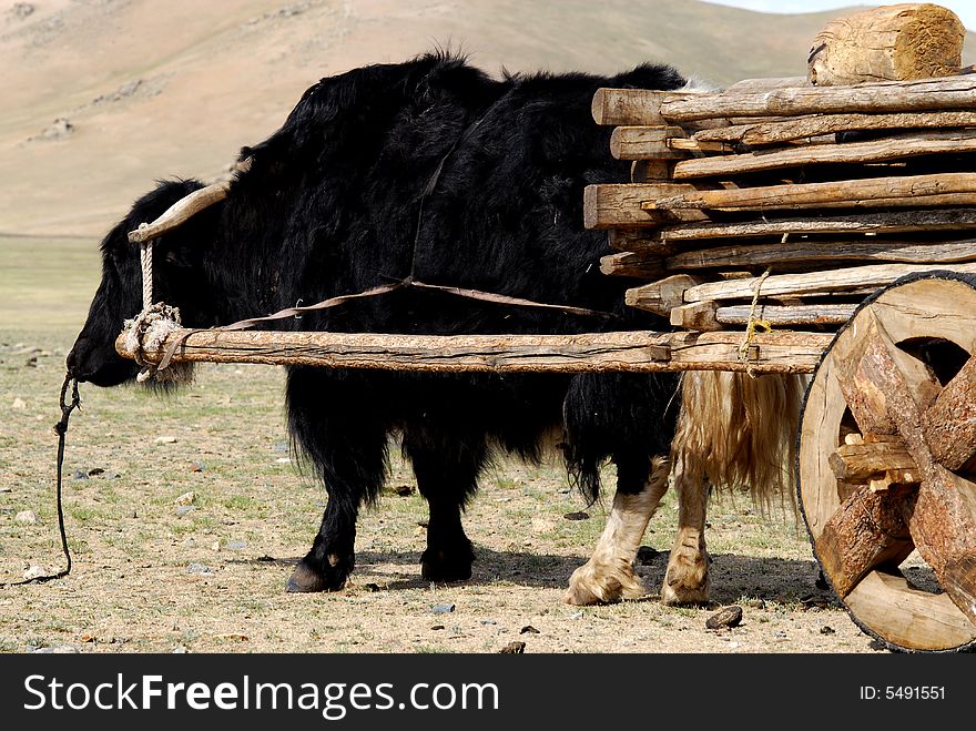 A yak yolked to a wooden trailer loaded with a nomadic herder family's belongings in Mongolia. A yak yolked to a wooden trailer loaded with a nomadic herder family's belongings in Mongolia