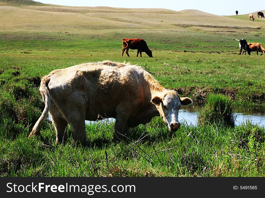 Cows were eating grass in Mulan Paddock china.