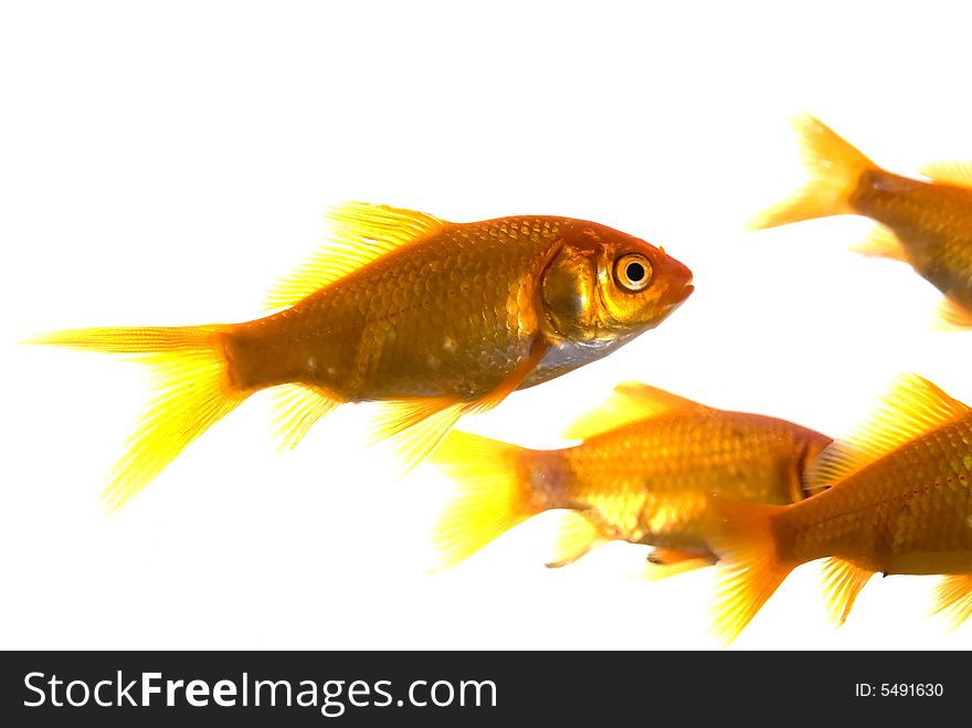 A few goldfish swimming, isolated over white. A few goldfish swimming, isolated over white