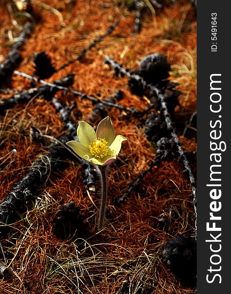 A delicate yellow flower growing out of a bed of dead pine needles and twigs in deciduous woods along the edge of Khuvsgol Lake in northern Mongolia