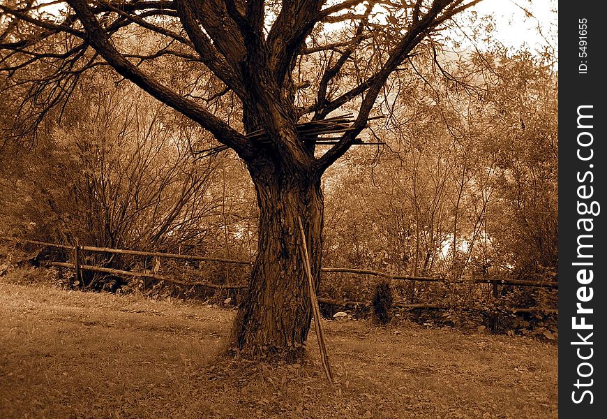 Sepia Tree