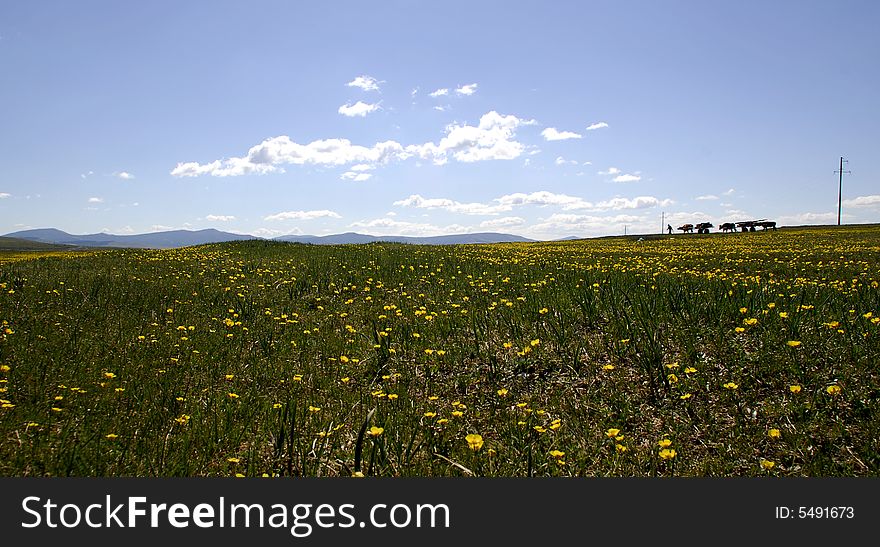Panorama of fields of buttercups stretching to the horizon in an area en route in northern Mongolia