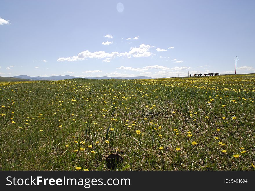 Fields of buttercups
