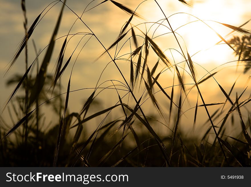 Early Sunset In Countryside