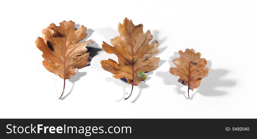 Three leaves d' autumn of oak. Three leaves d' autumn of oak