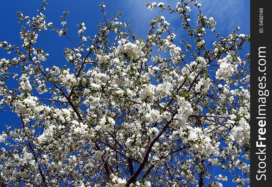 Blossoming cherry tree with blue sky backgroud