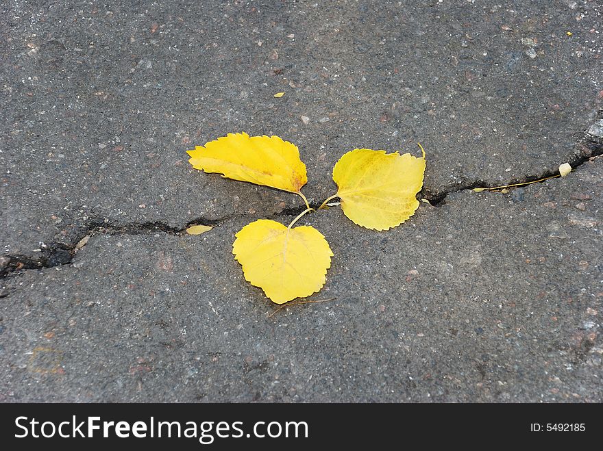 Autumn leaves in asphalt.abstraction