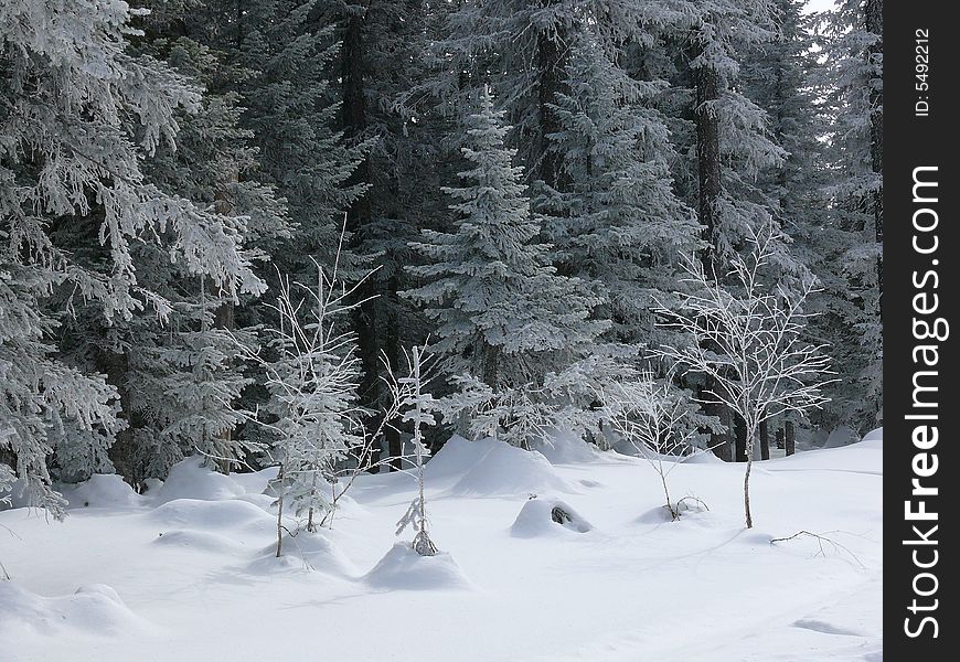 Photos of winter wood in mountains are made in Russia. Photos of winter wood in mountains are made in Russia
