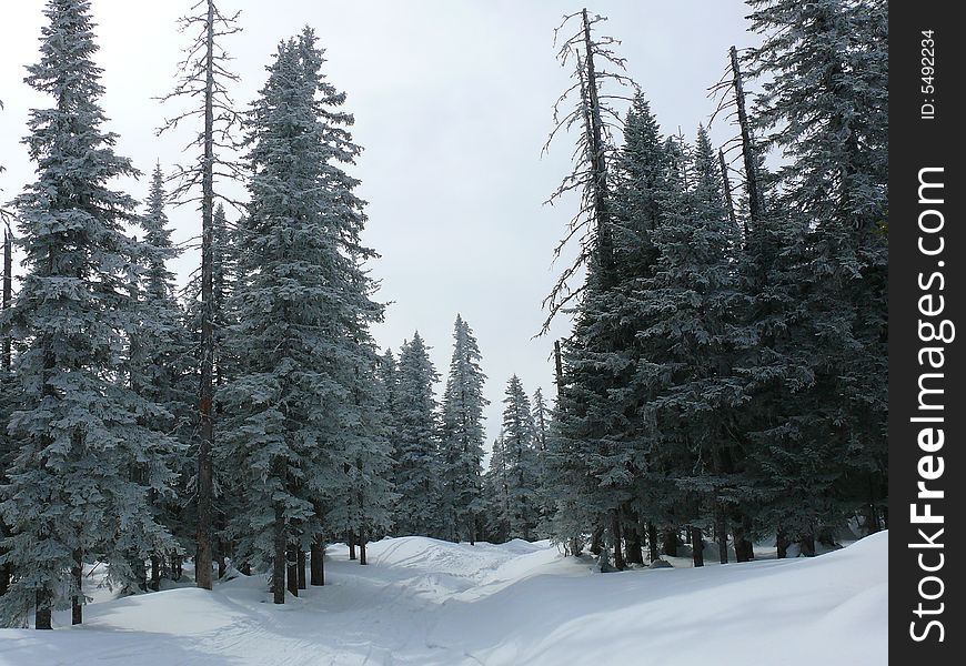 Photos of winter wood in mountains are made in Russia. Photos of winter wood in mountains are made in Russia