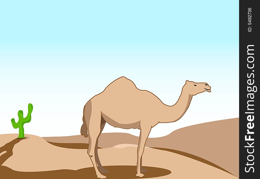 Camel  in desert near cactus