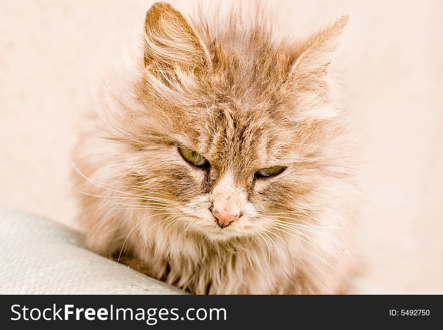 A cat in a farm of beijing