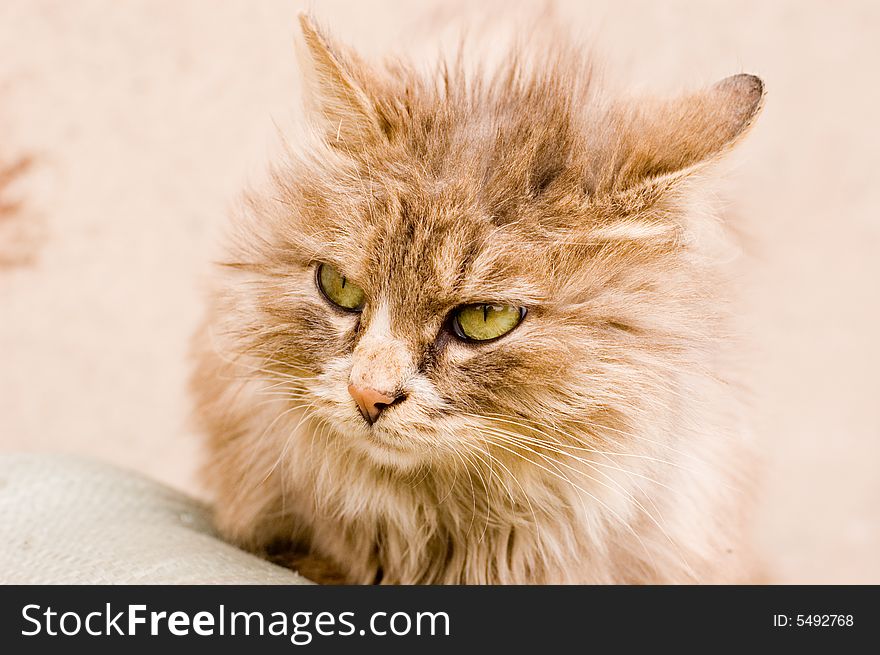 A Cat In A Farm Of Beijing