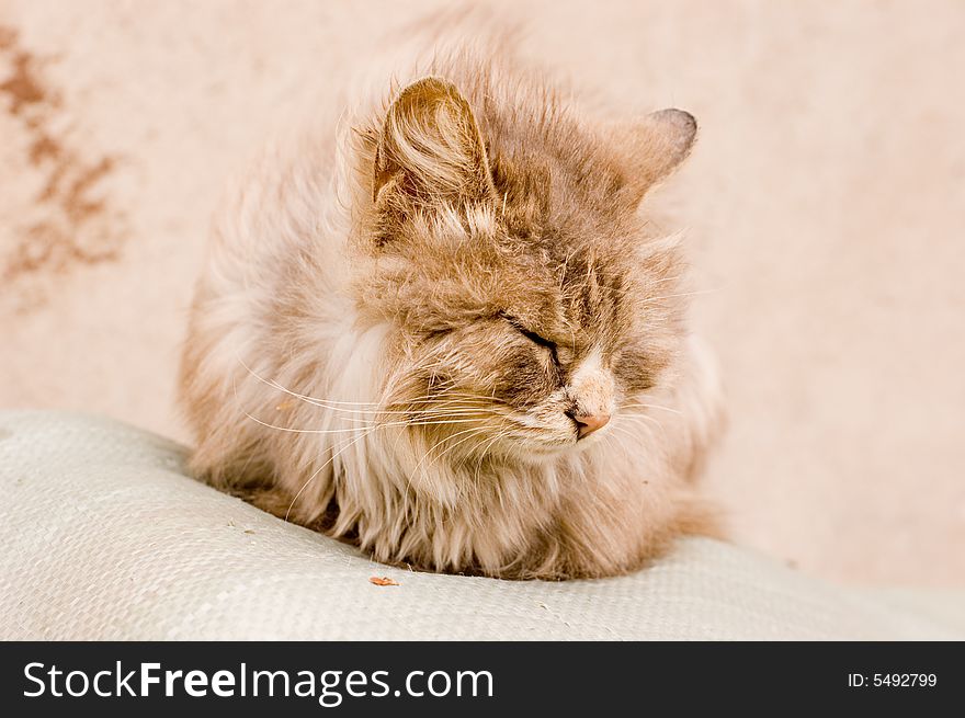 A cute cat in a farm of beijing. A cute cat in a farm of beijing