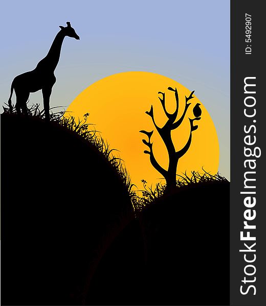 Giraffe on hill with rising sun. Giraffe on hill with rising sun
