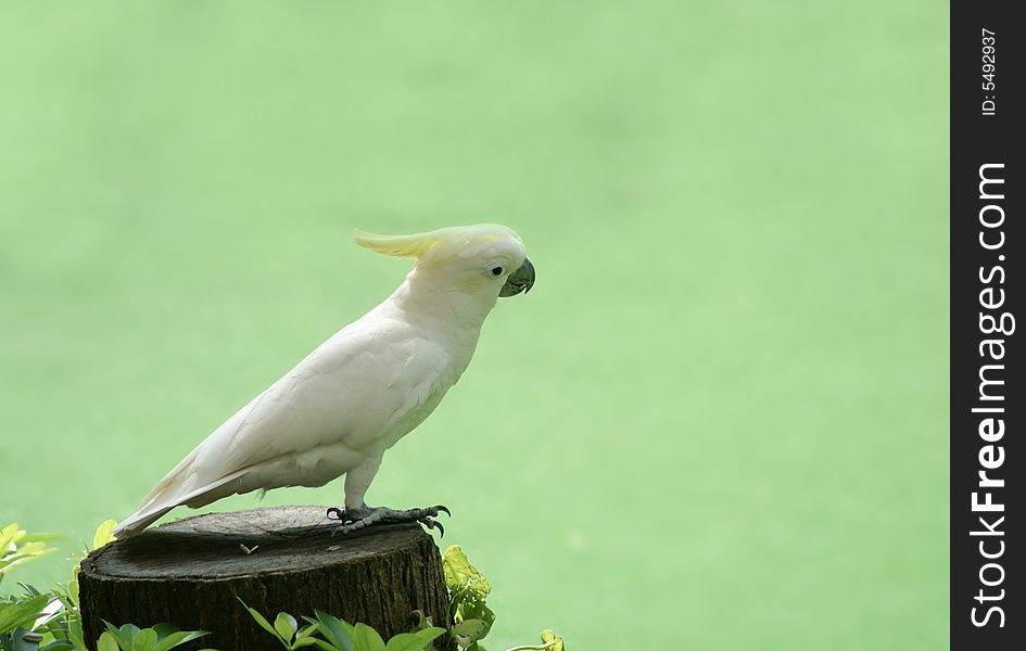 A white cute parrot standing a top of wood