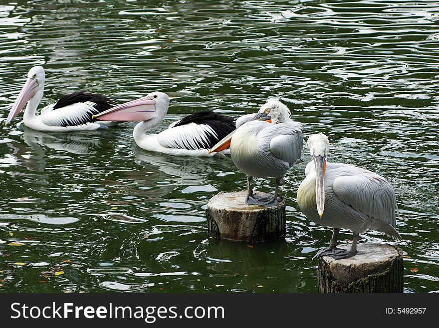 Four pelican resting in the lake