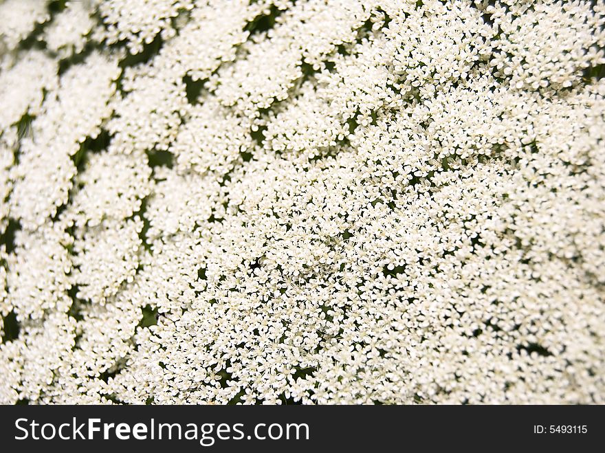 Background of small white flowers. Background of small white flowers