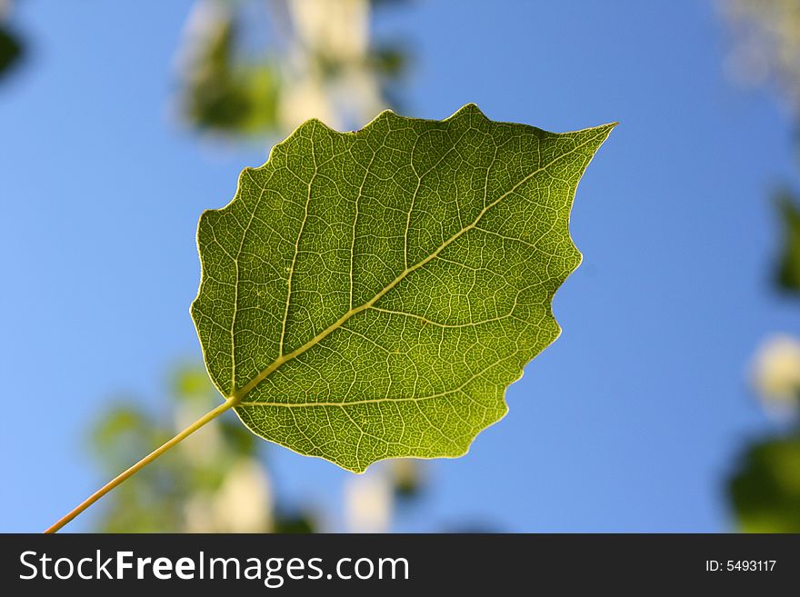 Green leafs in the forest. Green leafs in the forest