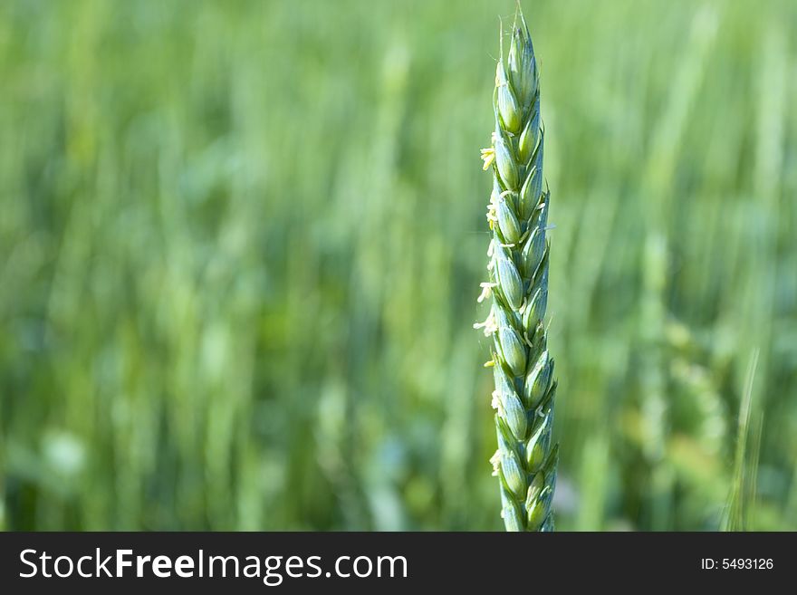 Blossom of the young wheat