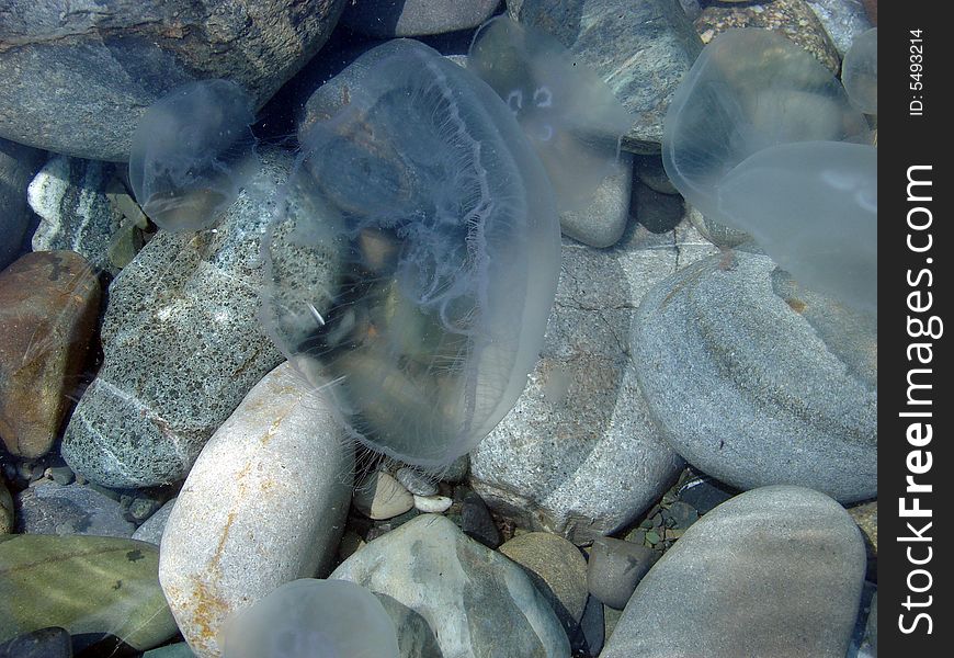 Beach, transparent sea water, kind from seacoast, a years sunny day, sea jellyfishes